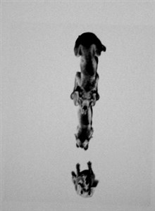 Image description is not available for 2001.087